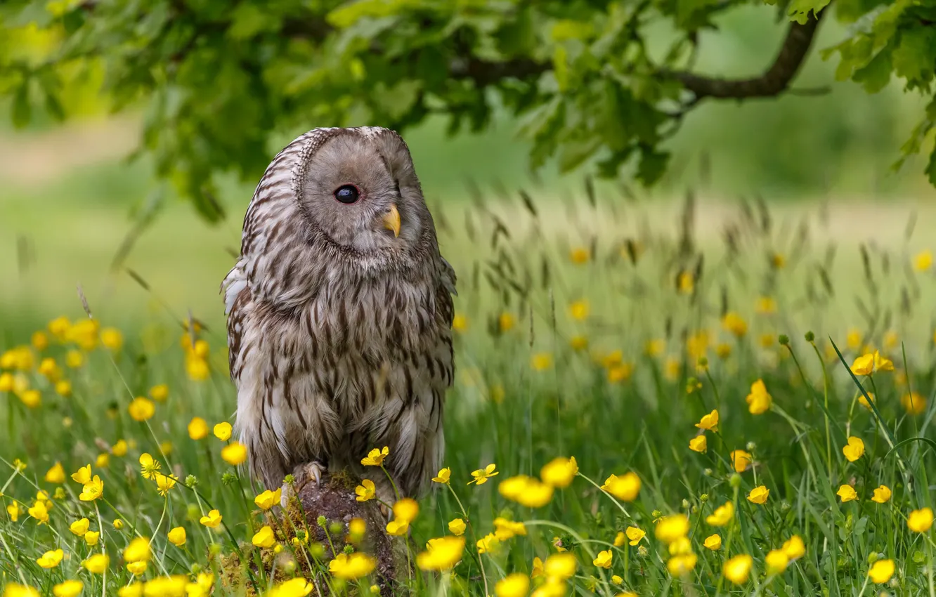 Photo wallpaper owl, bird, glade