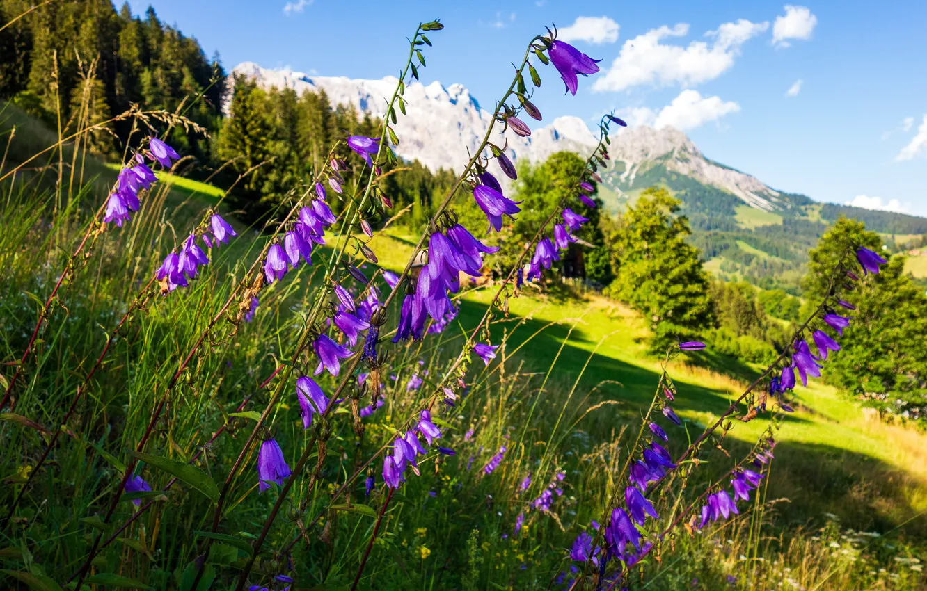 Photo wallpaper summer, light, flowers, mountains, nature, slope, bells, lilac