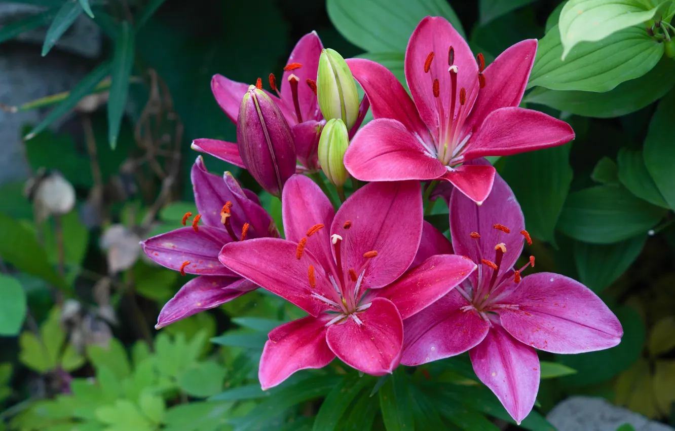 Photo wallpaper flowers, Lily, garden, pink, flowerbed