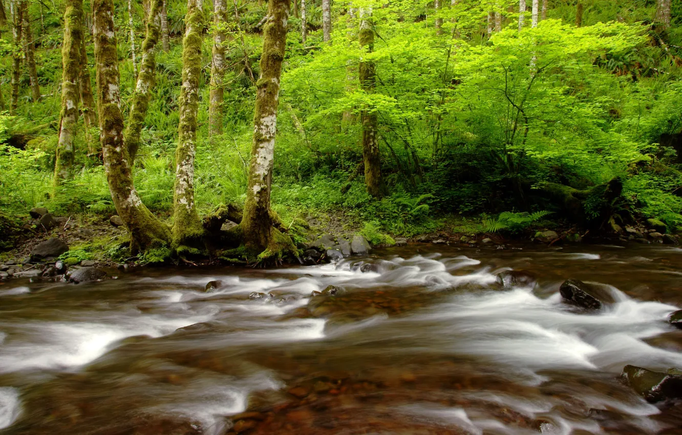 Photo wallpaper greens, forest, trees, river, stones, stream, Oregon, USA