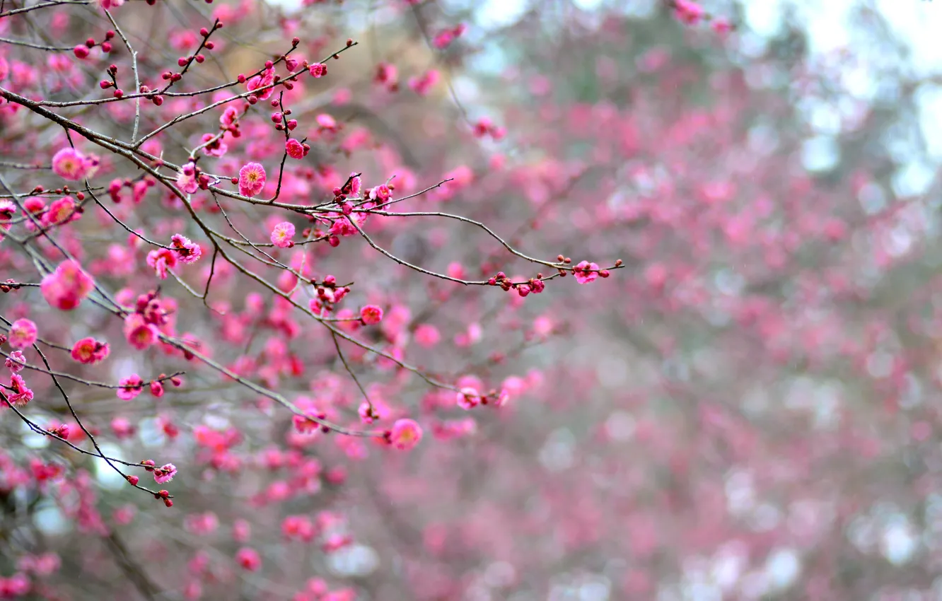 Photo wallpaper macro, trees, flowers, branches, focus, petals, Japan, blur