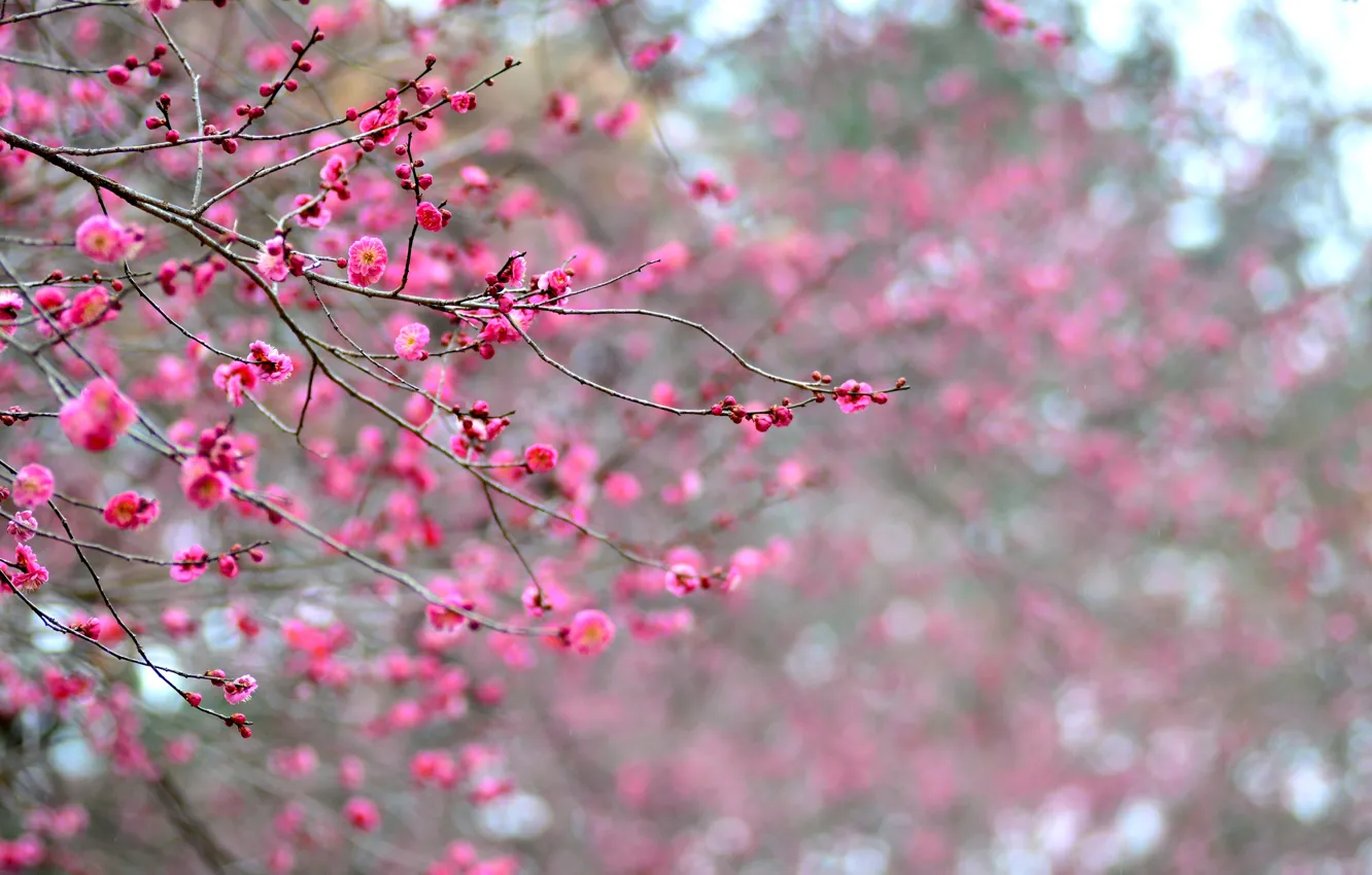Photo wallpaper macro, flowers, branches, tree, focus, petals, Japan, blur