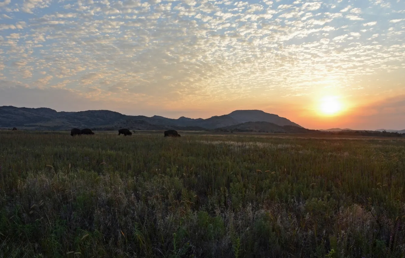 Photo wallpaper sunset, mountains, nature, meadow, Buffalo