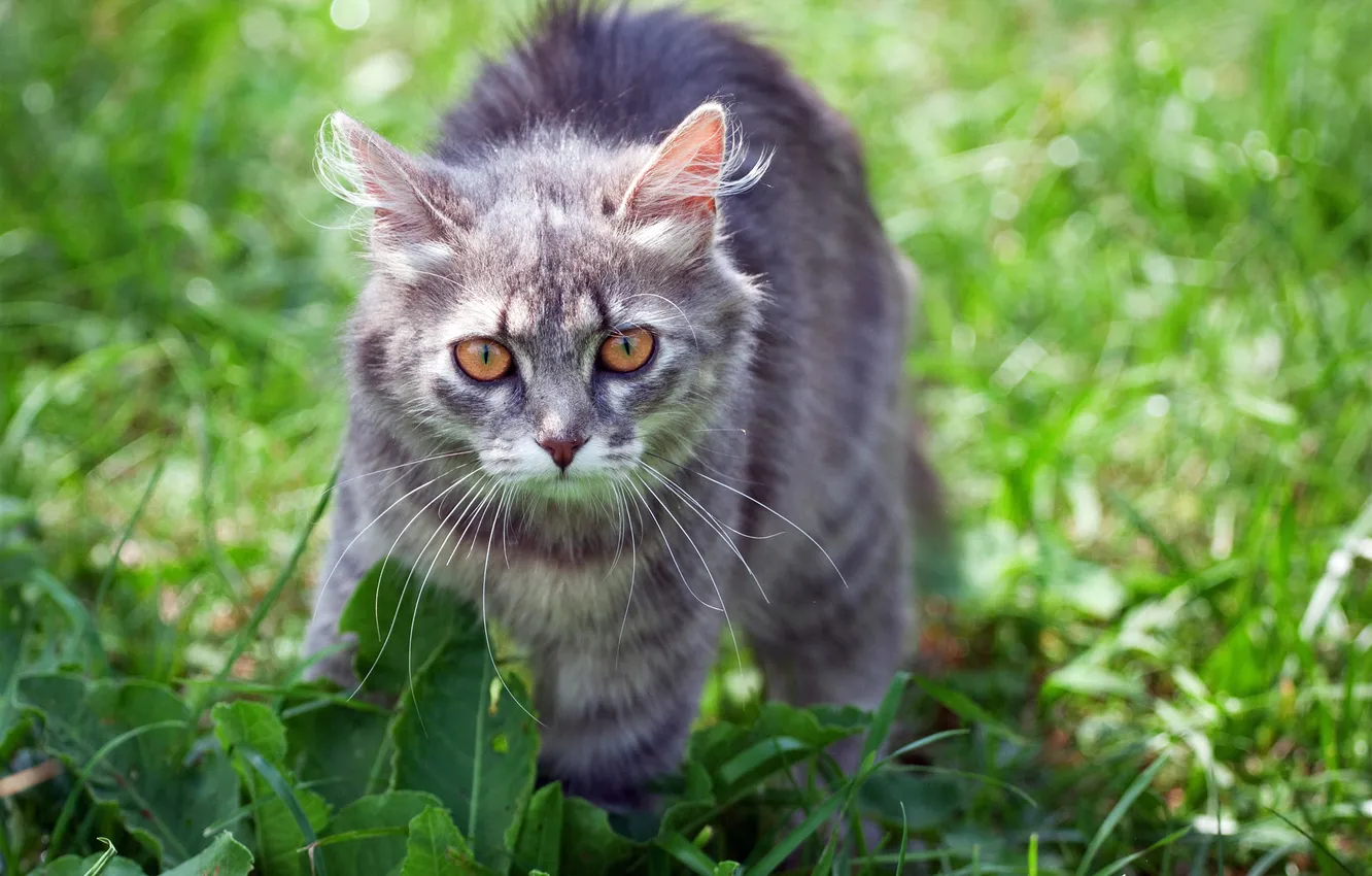 Photo wallpaper BACKGROUND, GRASS, GREY, COLOR, CAT, GREEN