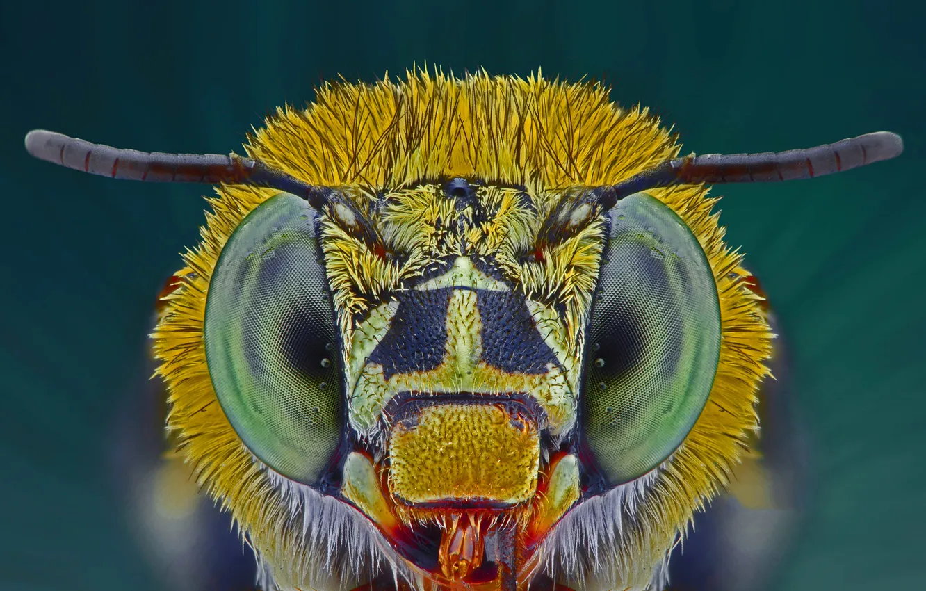 Photo wallpaper eyes, insect, blue ribbon bee