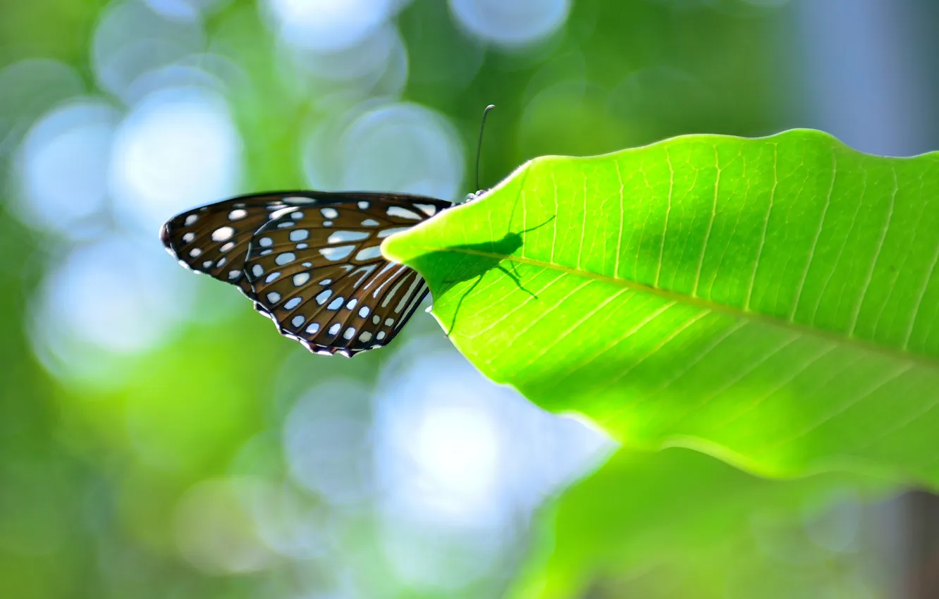 Photo wallpaper leaves, glare, butterfly, shadow