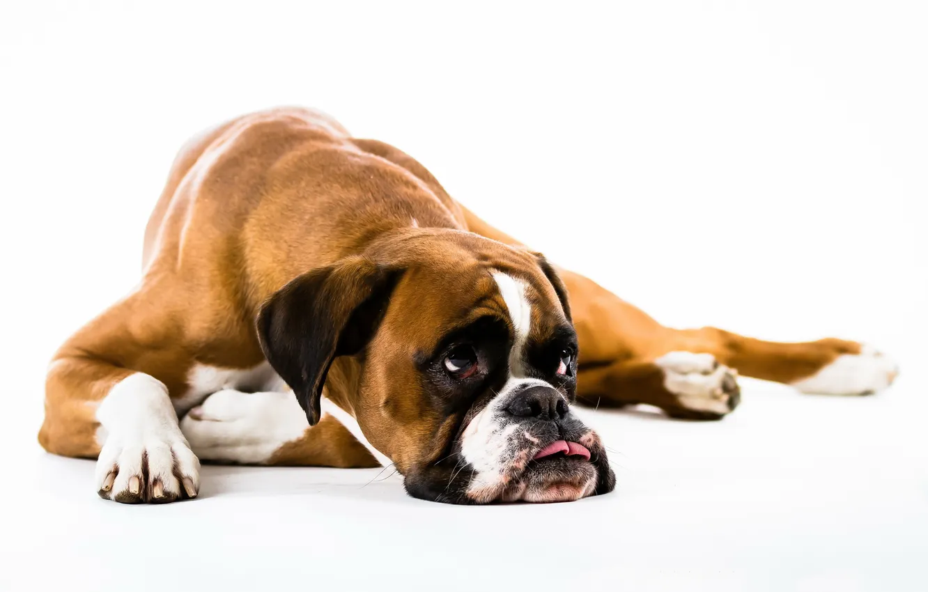 Photo wallpaper look, each, dog