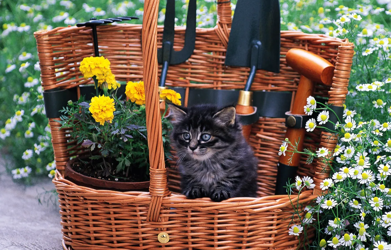 Photo wallpaper cat, grass, cat, flowers, kitty, basket, cat