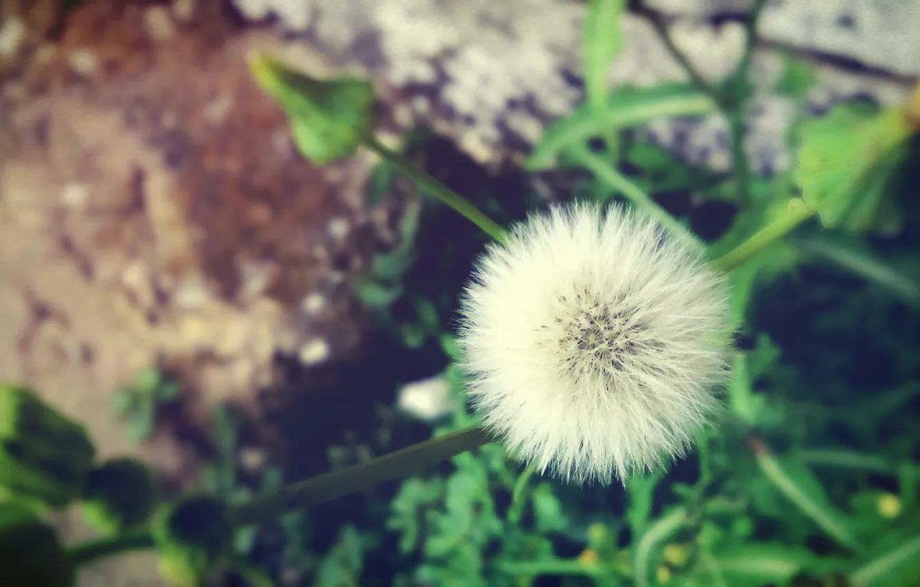 Photo wallpaper smooth, soft, dandelion