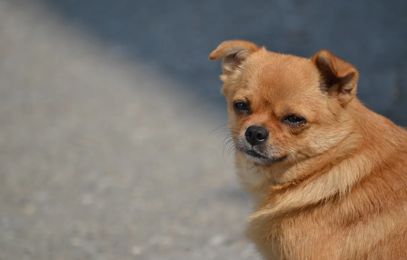 Photo wallpaper animal, dog, red, mongrel, funny dog, stray fat dog, Ginny