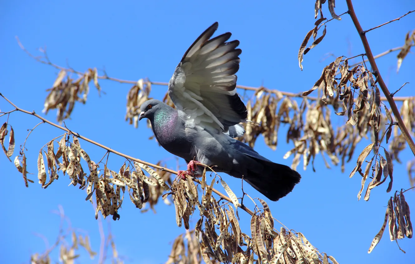 Photo wallpaper pigeons, blue sky, dry branches, pigeon on branch