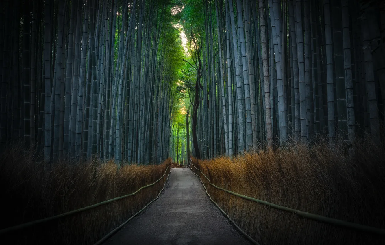 Photo wallpaper Kyoto, Kinugasa, Kita-ku