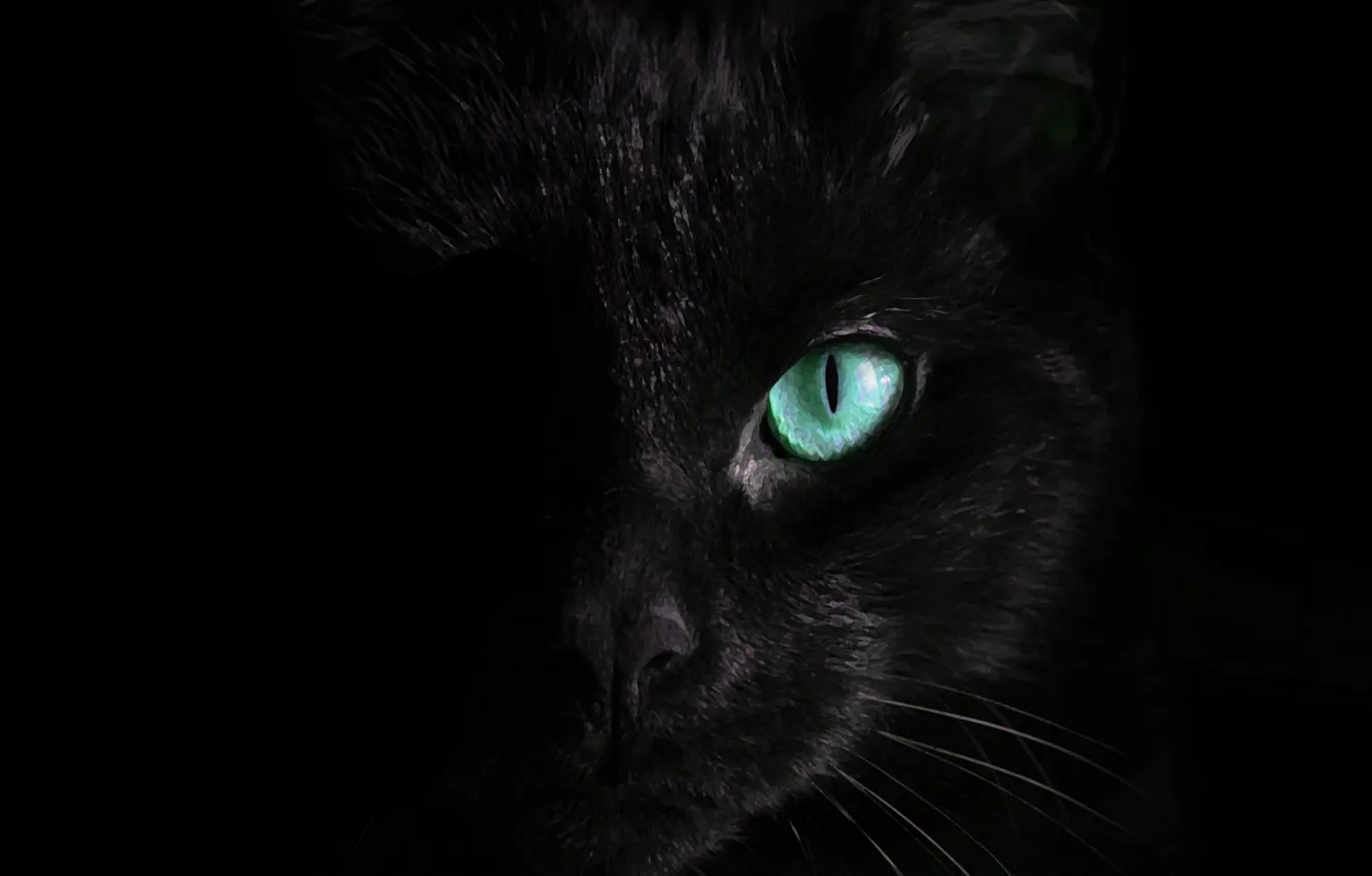 Photo wallpaper cat, eyes, cat, mustache