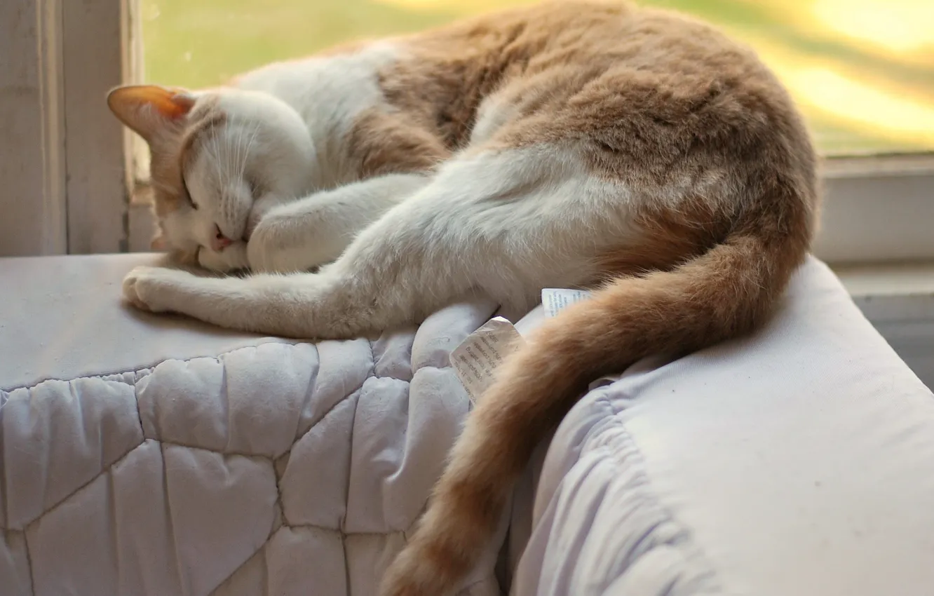 Photo wallpaper cat, sofa, sleeping