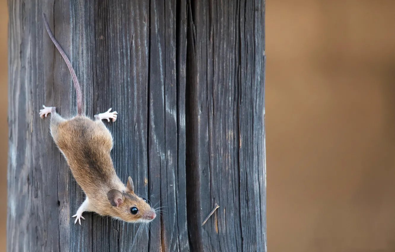 Photo wallpaper nature, background, mouse