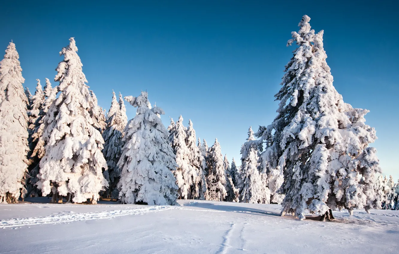 Photo wallpaper winter, snow, trees, nature, background, Wallpaper, tree, spruce