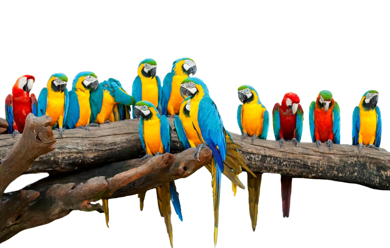 Photo wallpaper birds, white background, parrots, colorful