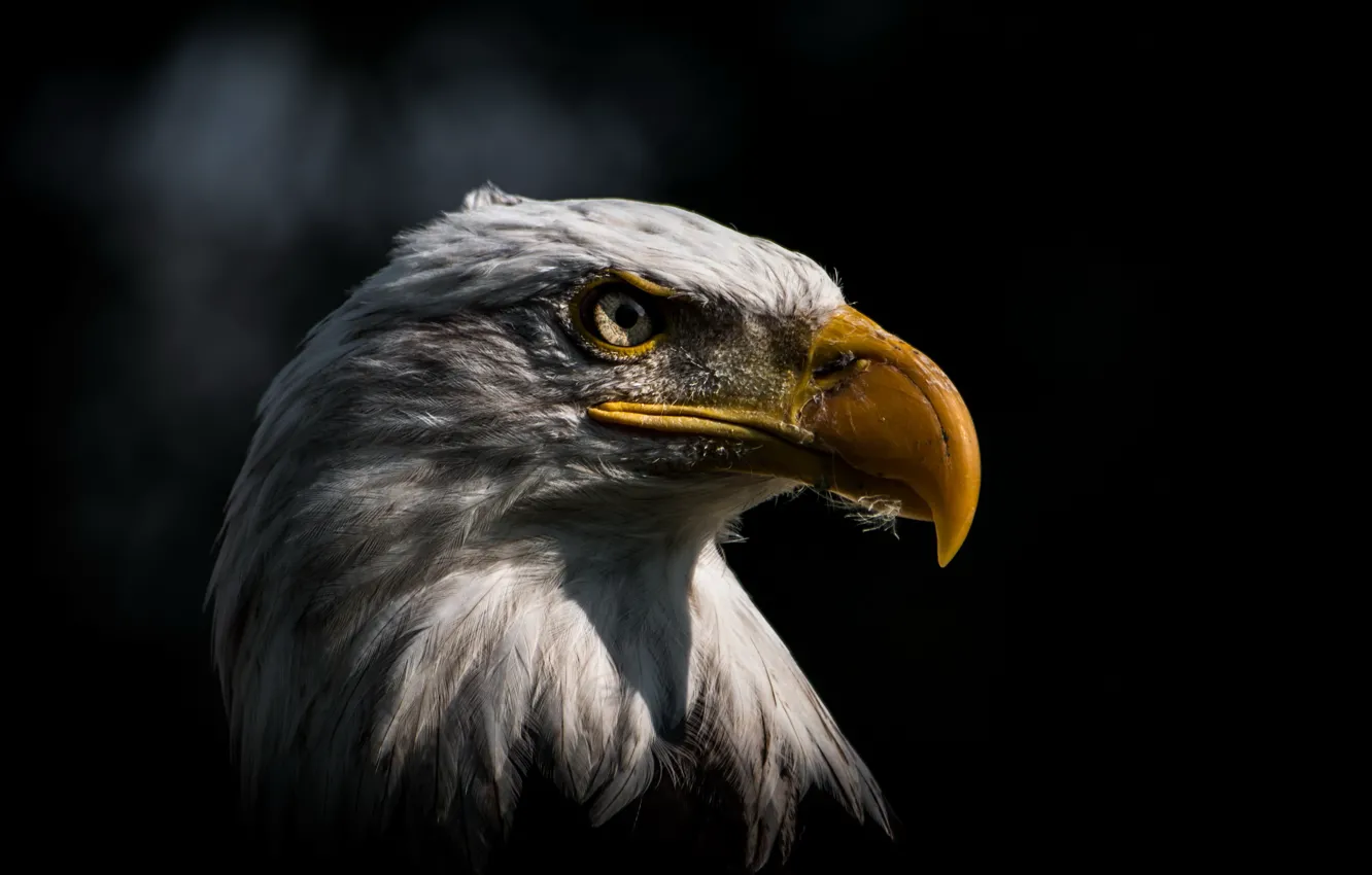 Photo wallpaper background, bird, eagle