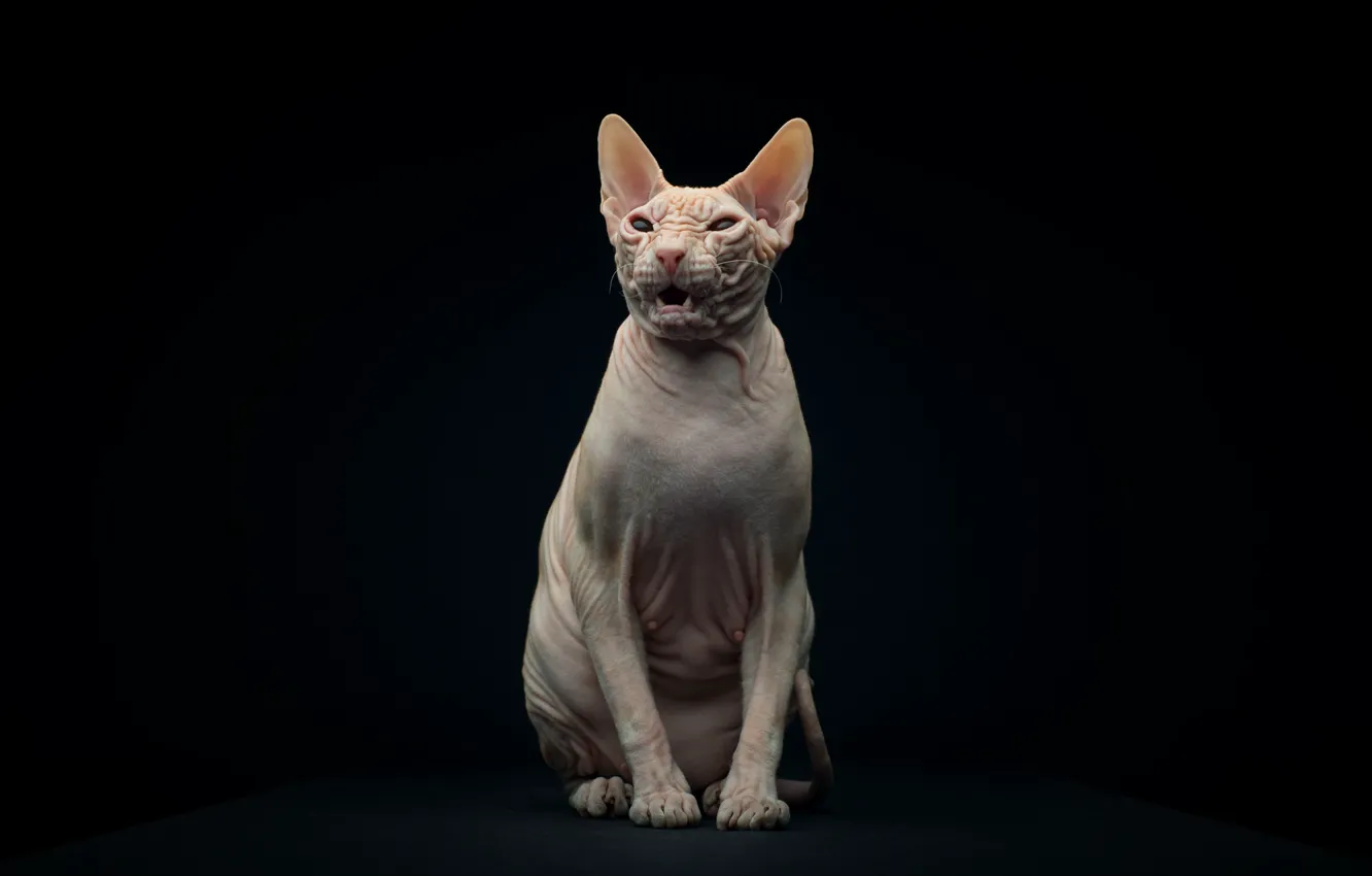 Photo wallpaper cat, background, Sphinx