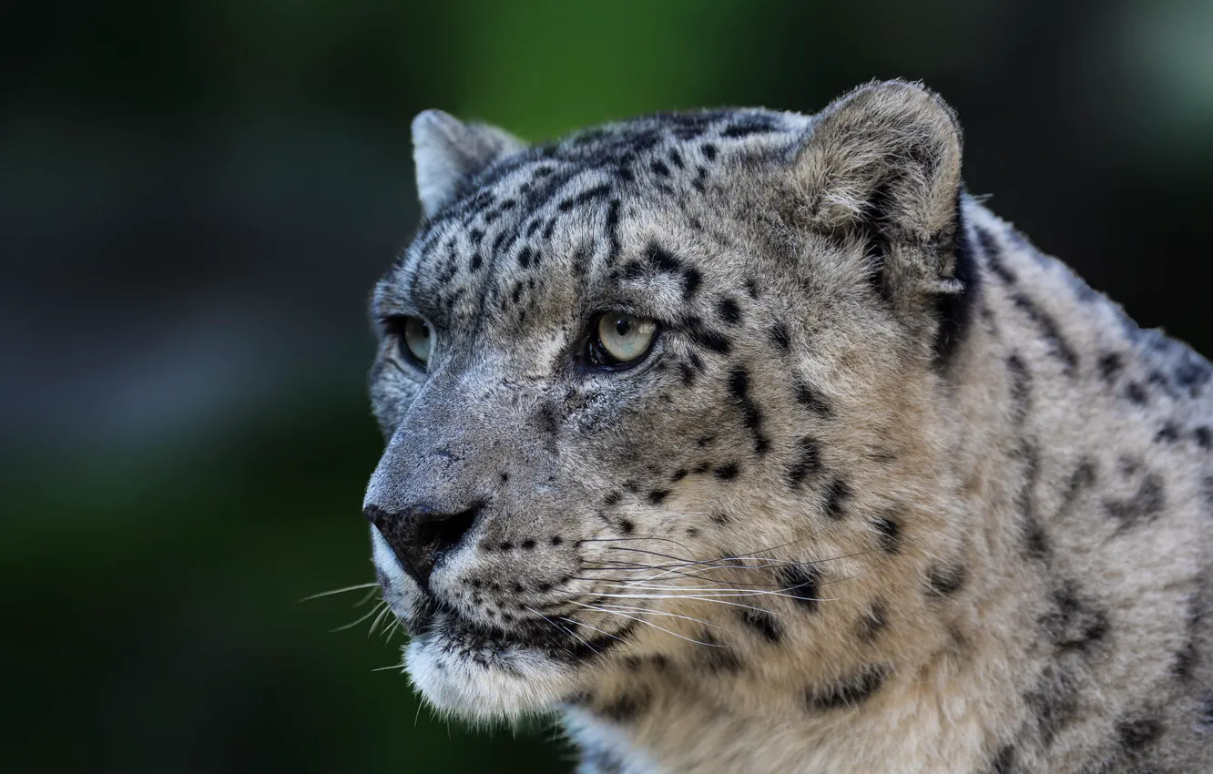 Photo wallpaper predator, wild cat, Panthera uncia, Snow leopard