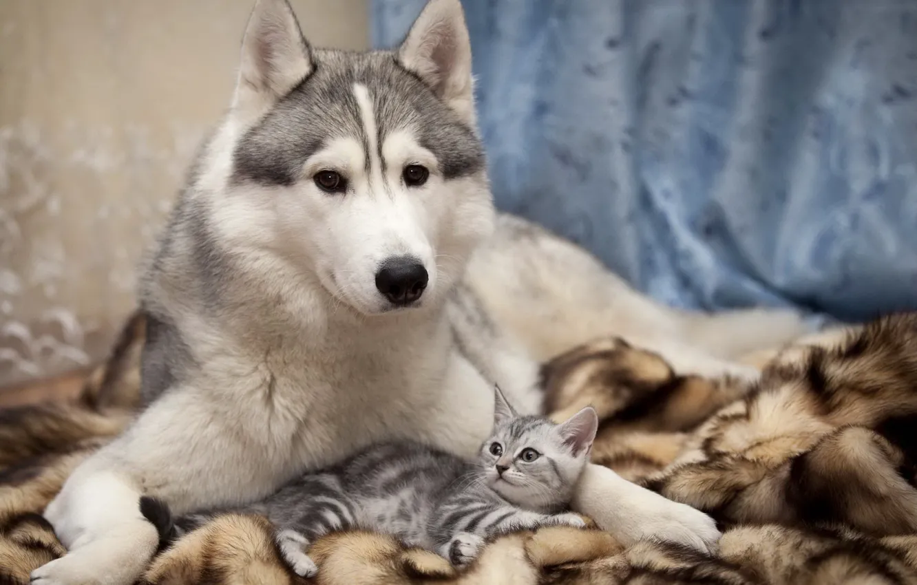 Photo wallpaper cat, dog, friendship, care, husky