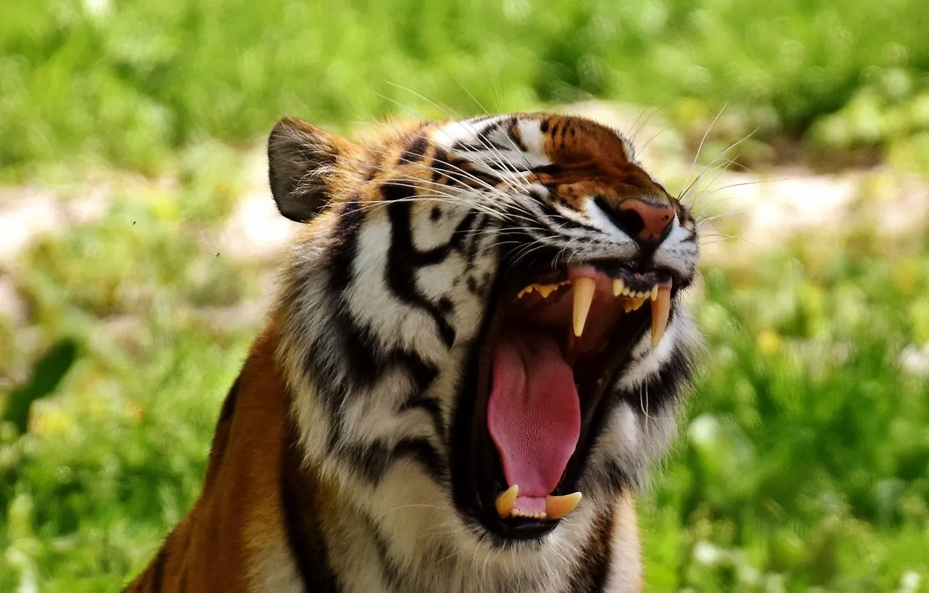 Photo wallpaper language, face, tiger, mouth, fangs, grin, blur, roar