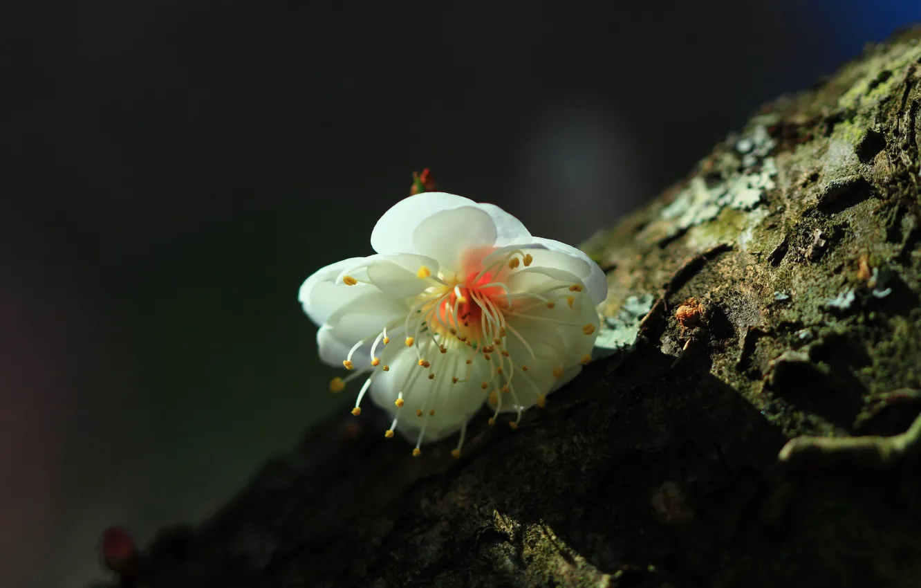 Photo wallpaper flower, spring, flowering tree