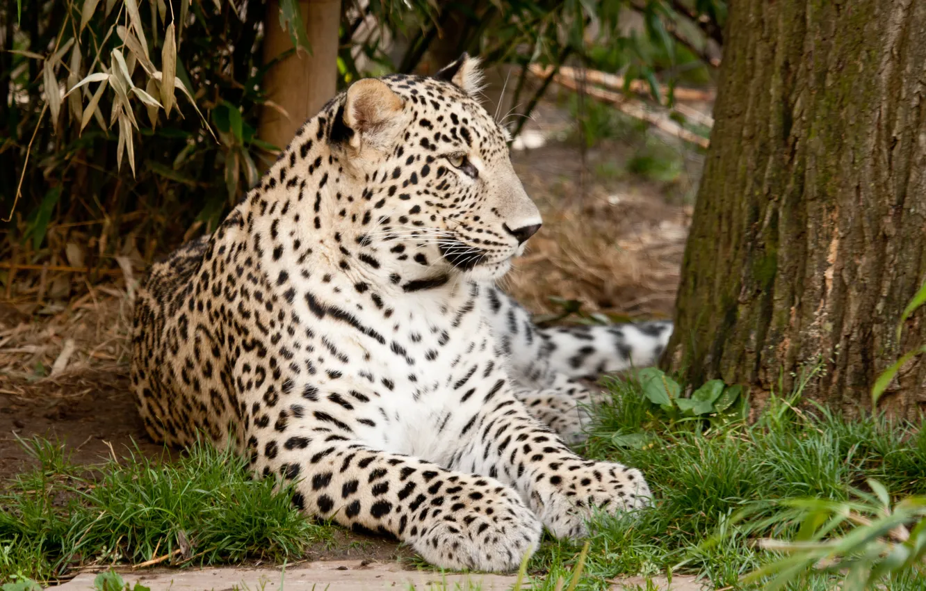 Photo wallpaper cat, grass, leopard, Persian