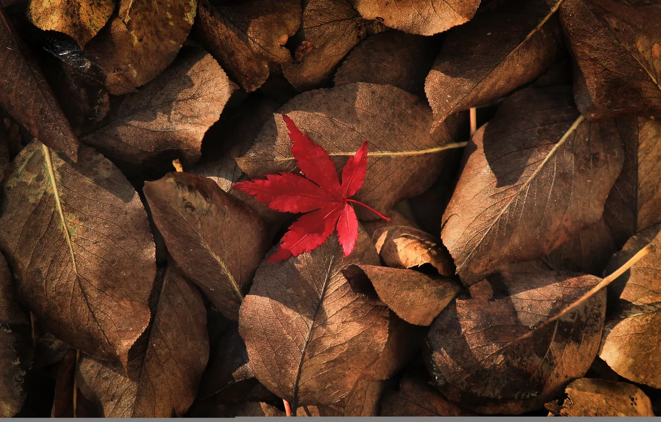 Photo wallpaper autumn, leaves, nature
