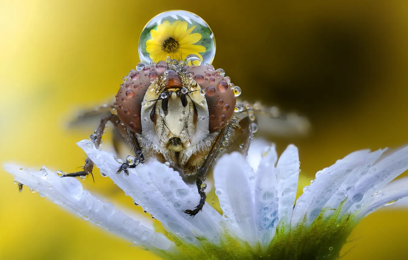 Photo wallpaper macro, background, insect