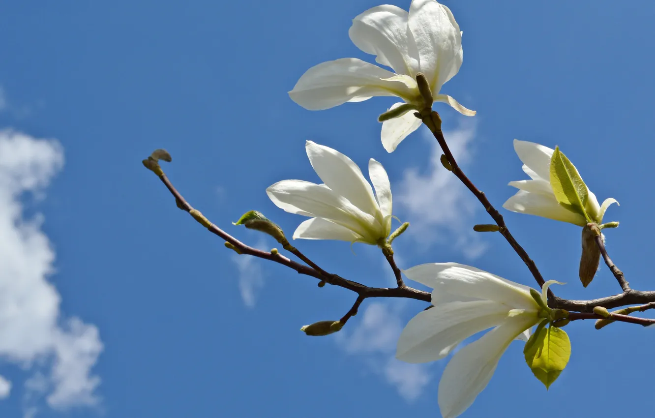 Photo wallpaper the sky, clouds, flowers, branch, Magnolia