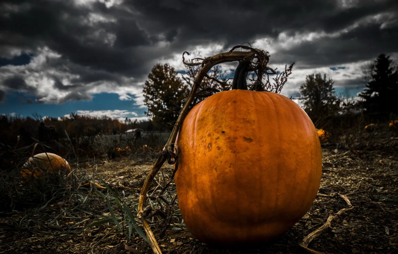Photo wallpaper autumn, nature, pumpkin