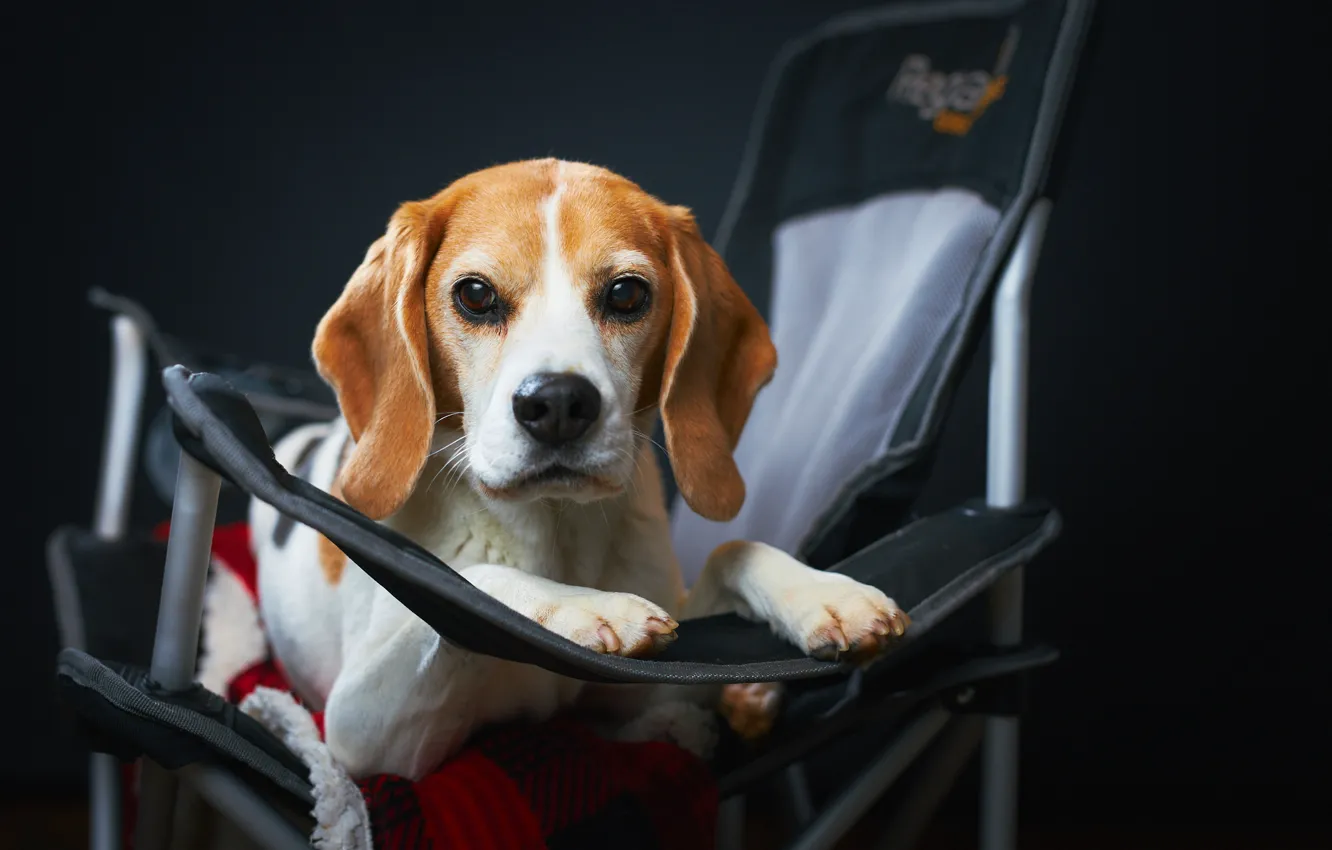 Photo wallpaper look, face, background, dog, chair, Beagle