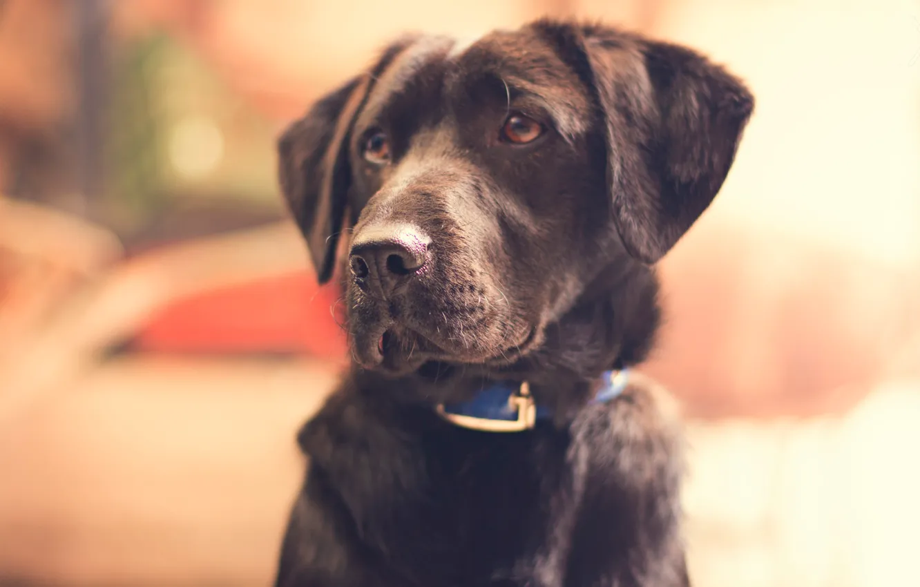 Photo wallpaper look, background, each