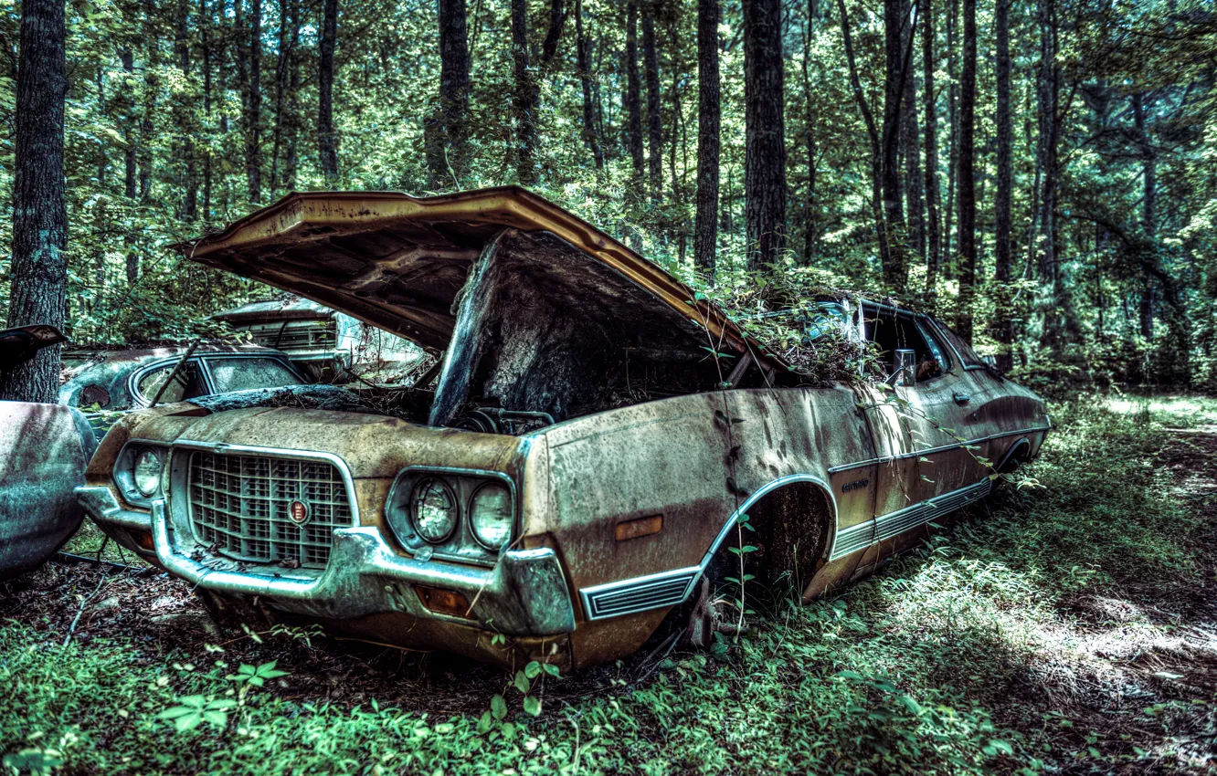 Photo wallpaper machine, forest, tree, Ford, old, forest, car, USA