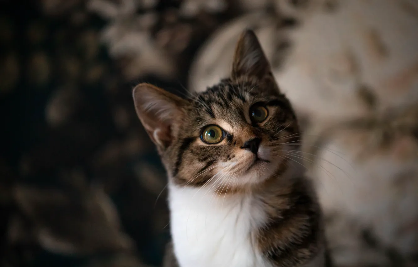 Photo wallpaper cat, cat, look, pose, face