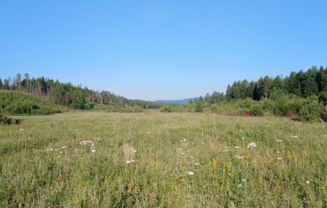 Photo wallpaper The sky, Grass, Forest