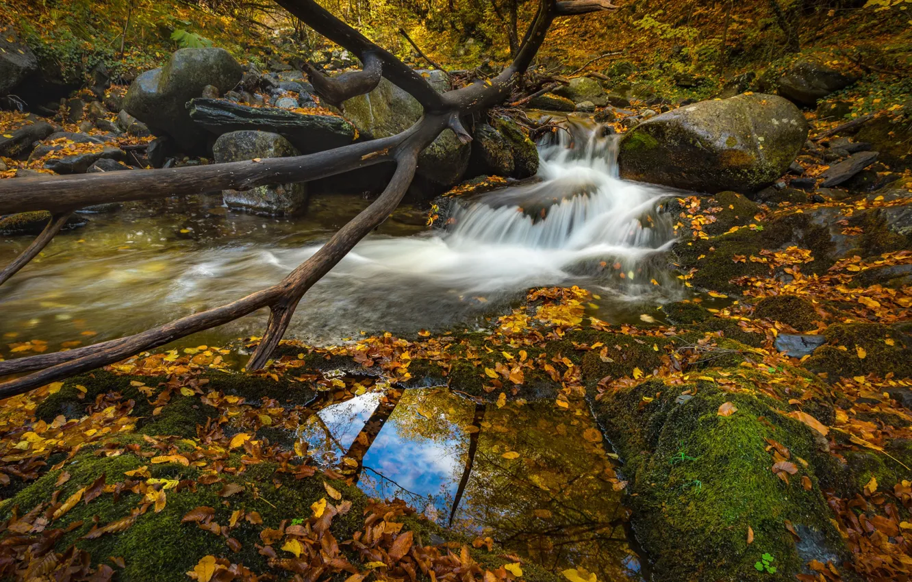 Photo wallpaper autumn, forest, trees, branches, reflection, stones, foliage, waterfall