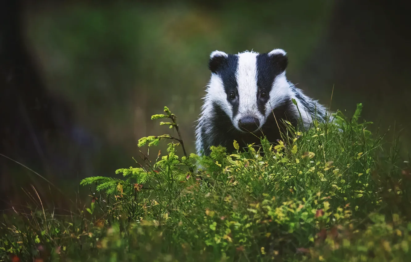 Photo wallpaper greens, forest, grass, look, face, strips, pose, the dark background