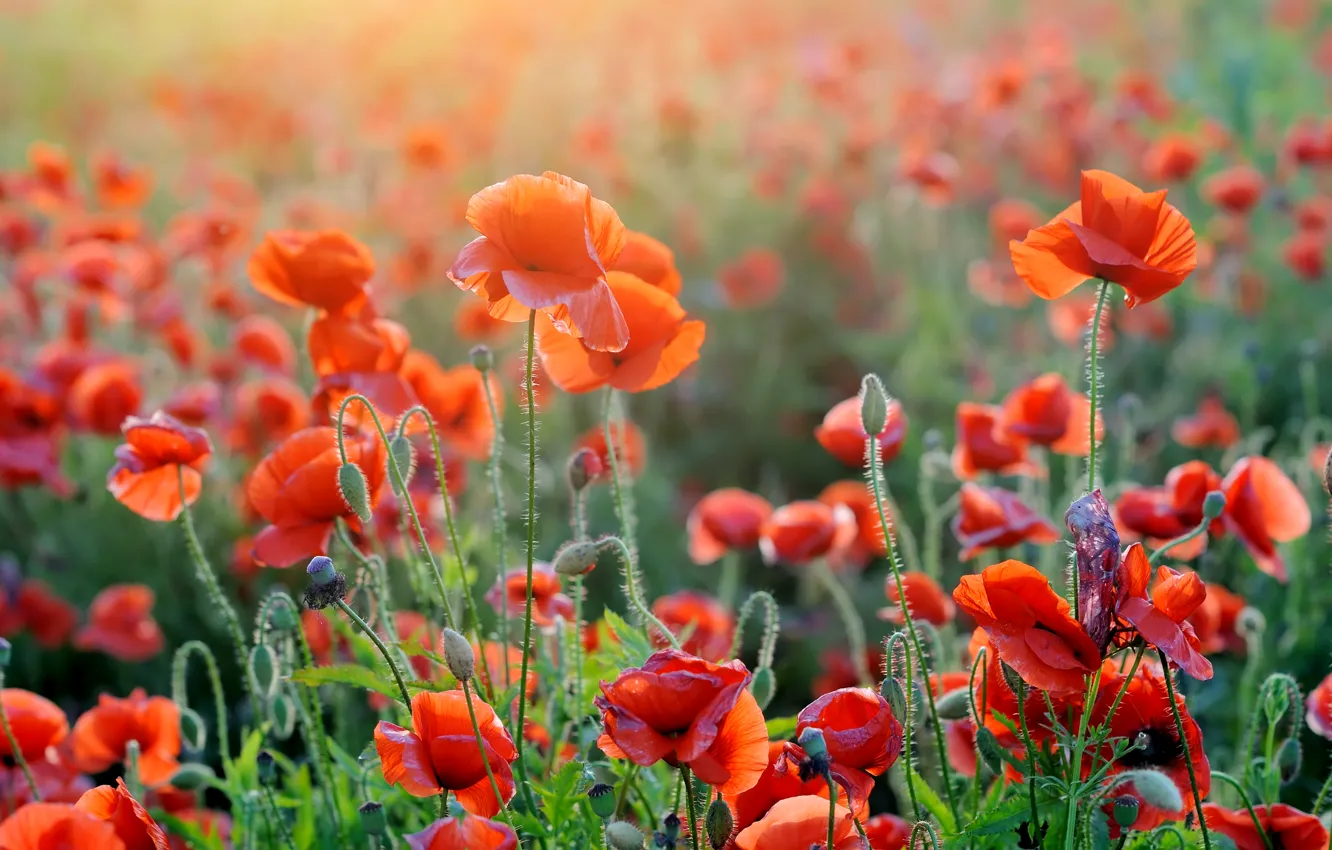 Photo wallpaper field, red, Maki, a lot, bokeh, closeup