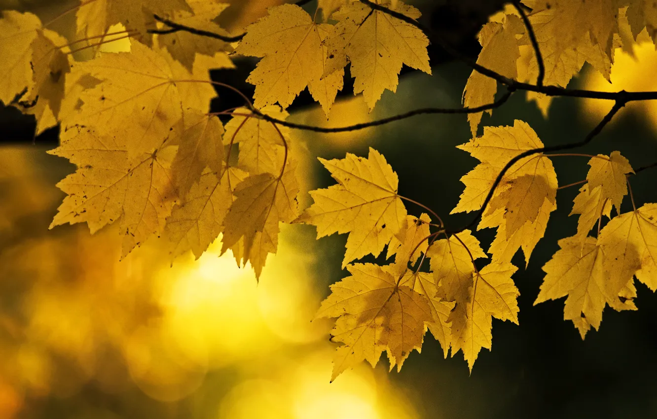 Photo wallpaper autumn, light, branches, yellow, nature, maple, maple, bokeh