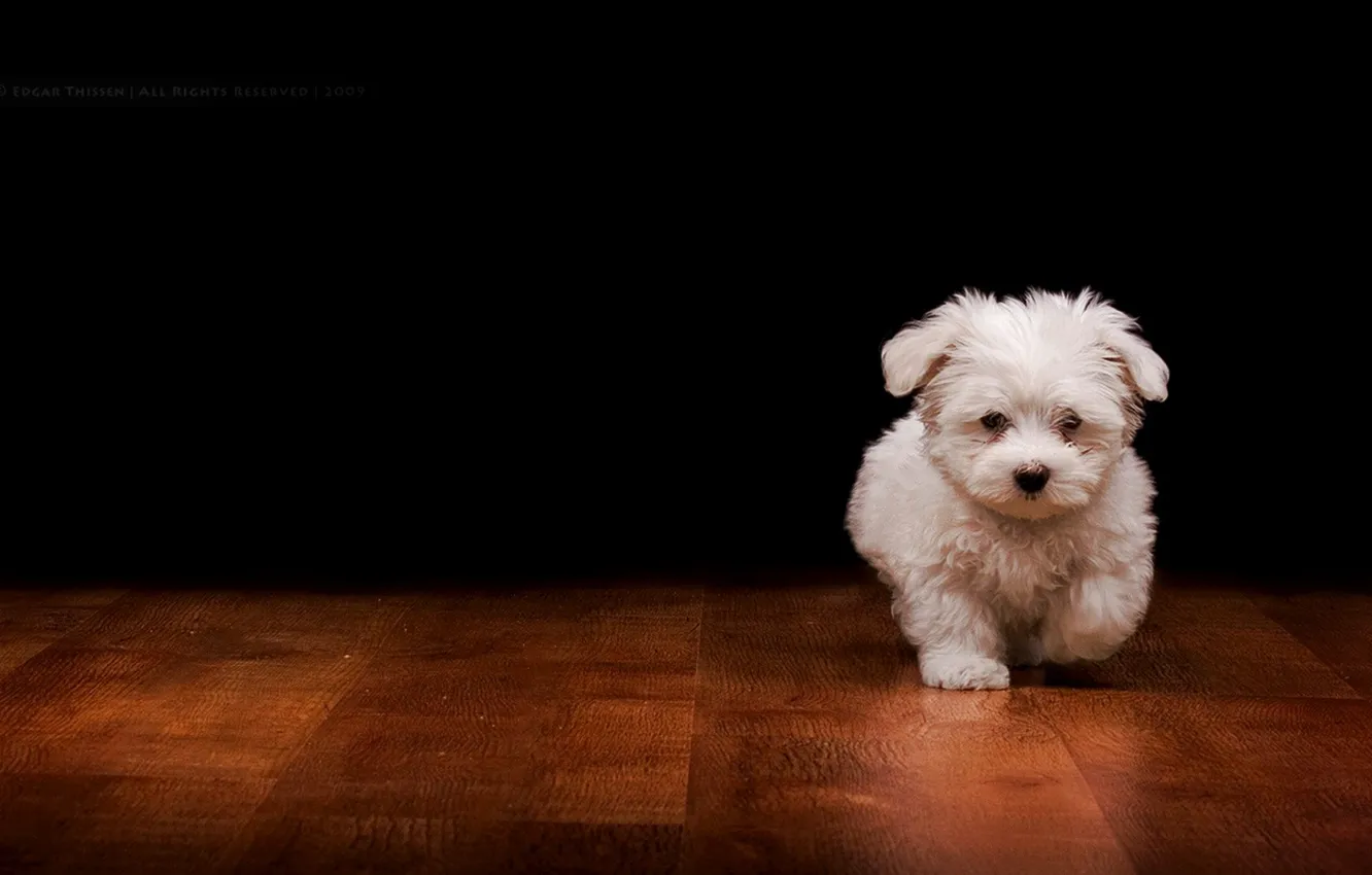 Photo wallpaper dog, fluffy, puppy, hardwood floors