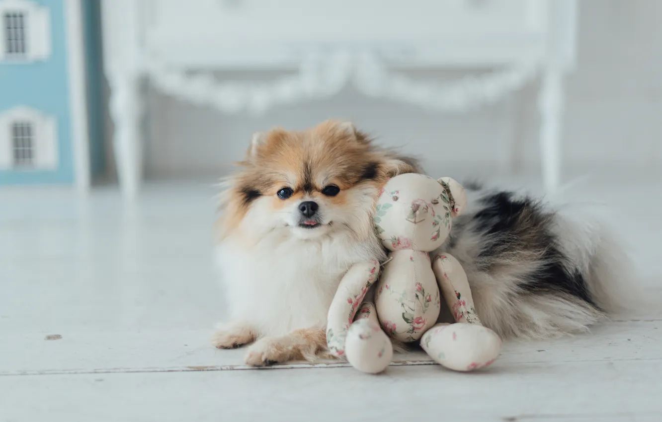 Photo wallpaper look, pose, dog, face, Spitz