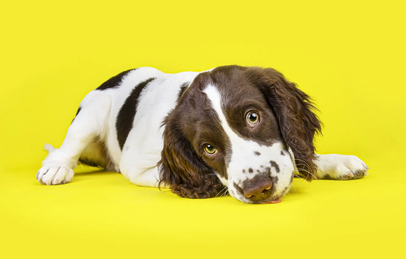 Photo wallpaper look, pose, legs, dog, puppy, lies, face, brown