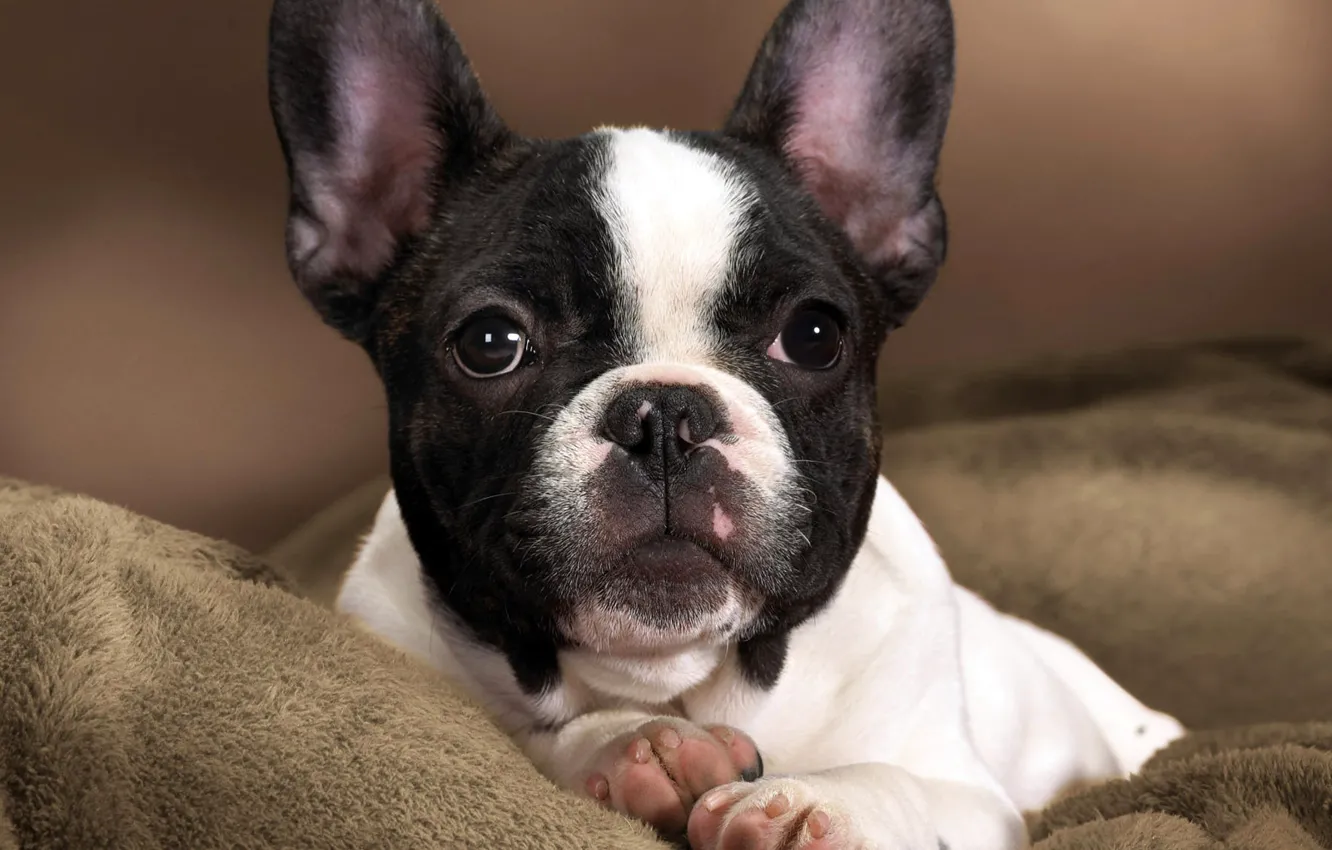 Photo wallpaper white, eyes, face, black, dog, paws, nose, baby