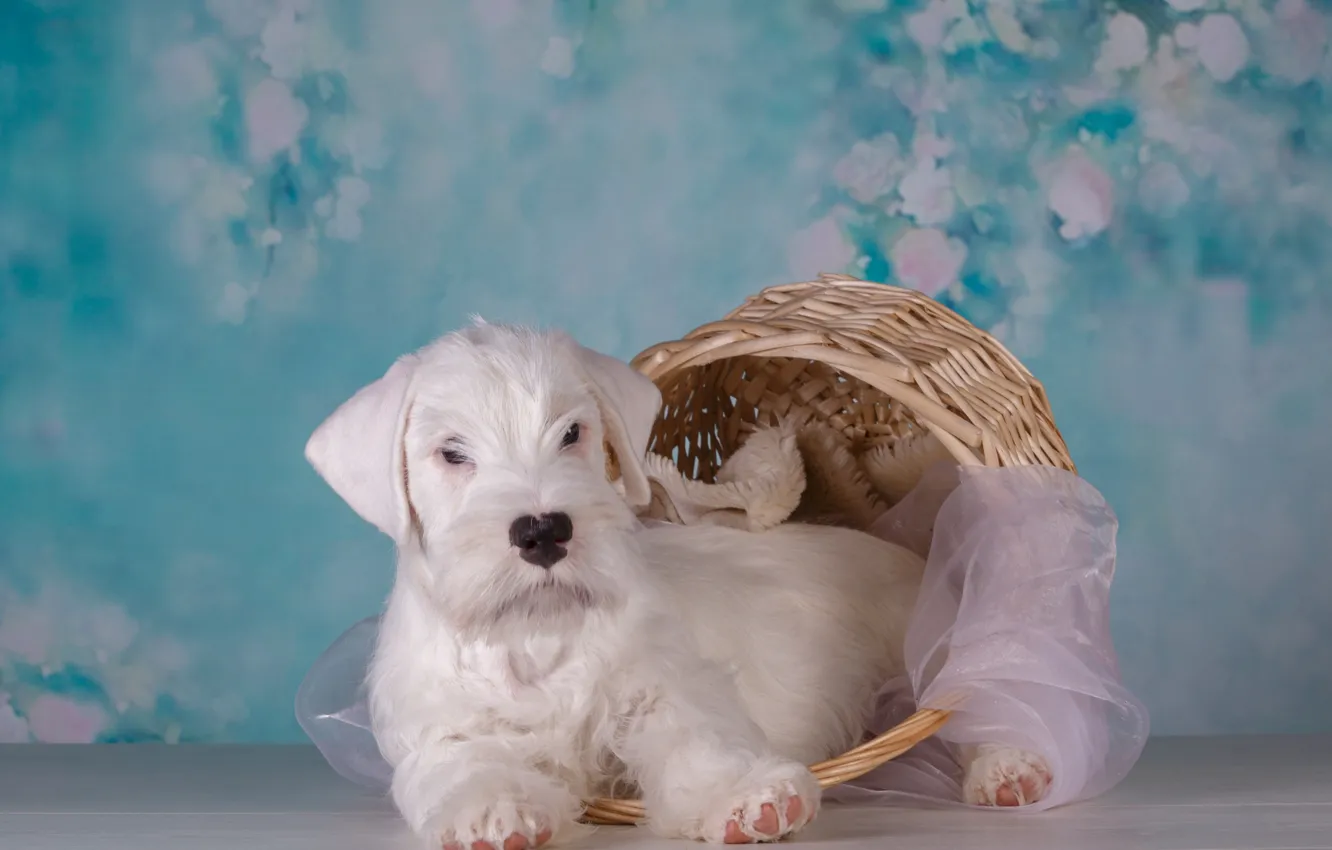 Photo wallpaper basket, dog, puppy, fabric