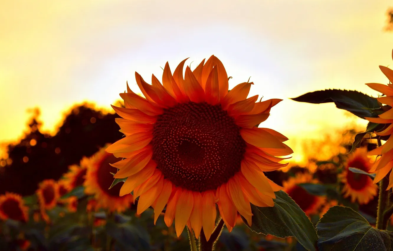 Photo wallpaper Sunset, Summer, Sunflowers, Sunset, Summer, Sunflowers