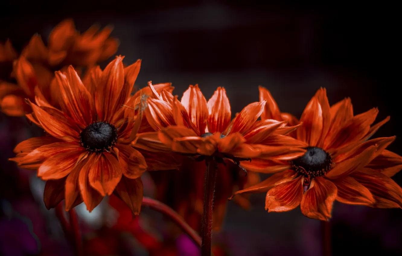 Photo wallpaper flowers, background, color