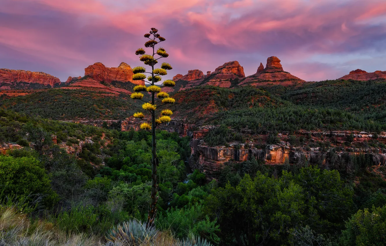 Photo wallpaper forest, clouds, sunset, mountains, rocks, vegetation, view, dal