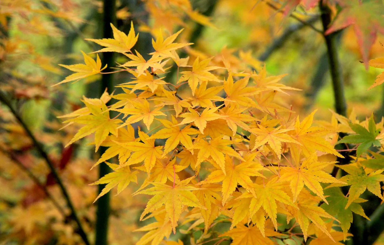 Photo wallpaper autumn, leafs, fall